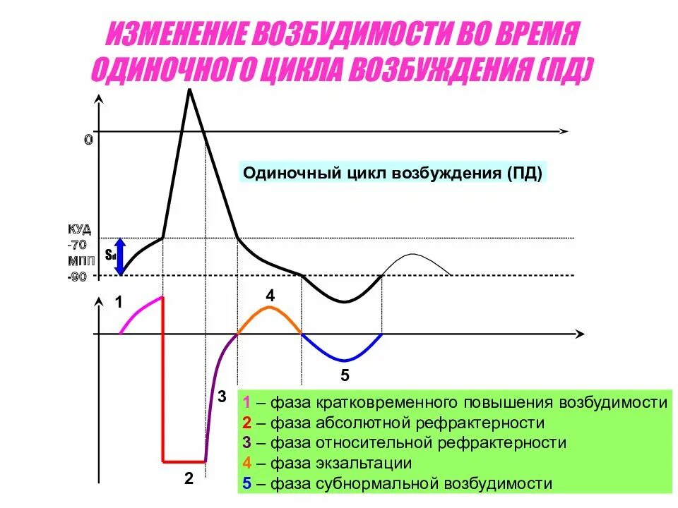 Как меняется фаза. Фазы возбудимости физиология. Фазы потенциала действия фаза изменения возбудимости. Фазы изменения возбудимости физиология. График Пд и возбудимости физиология.