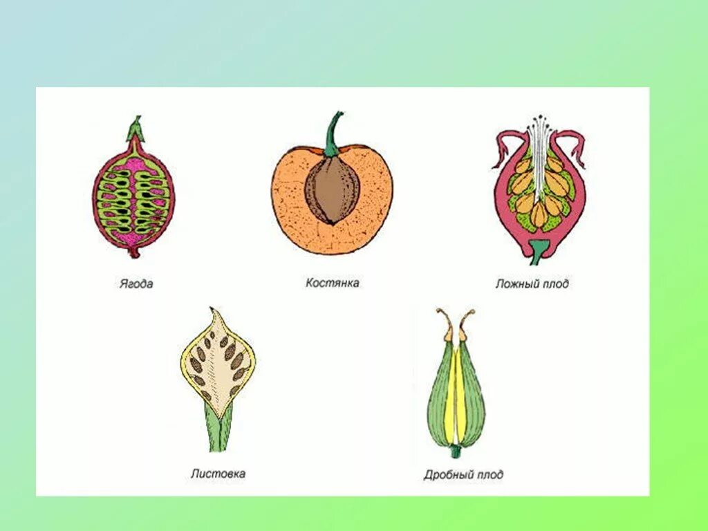 Листовка биология. Плоды растений. Виды плодов растений. Строение плодов растений. Типы плодов у цветковых растений.