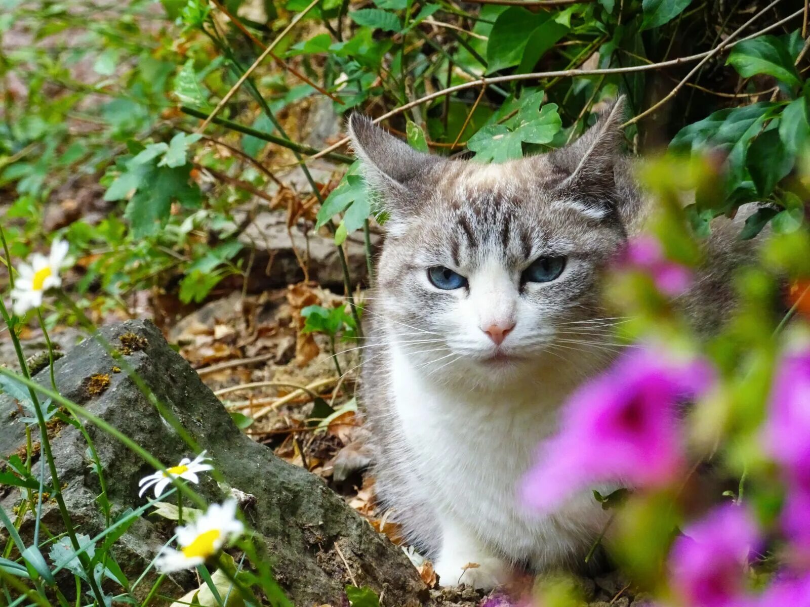 Spring cat show. Кошки весной. Кошка в цветах. Очень красивая Весенняя кошка. Котята под цветами.