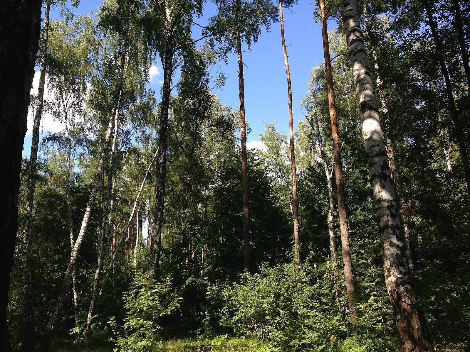 Московская область какие леса. Лес Воскресенск. Хвойные леса в Воскресенск. Леса Воскресенского района. Леса Московской области.