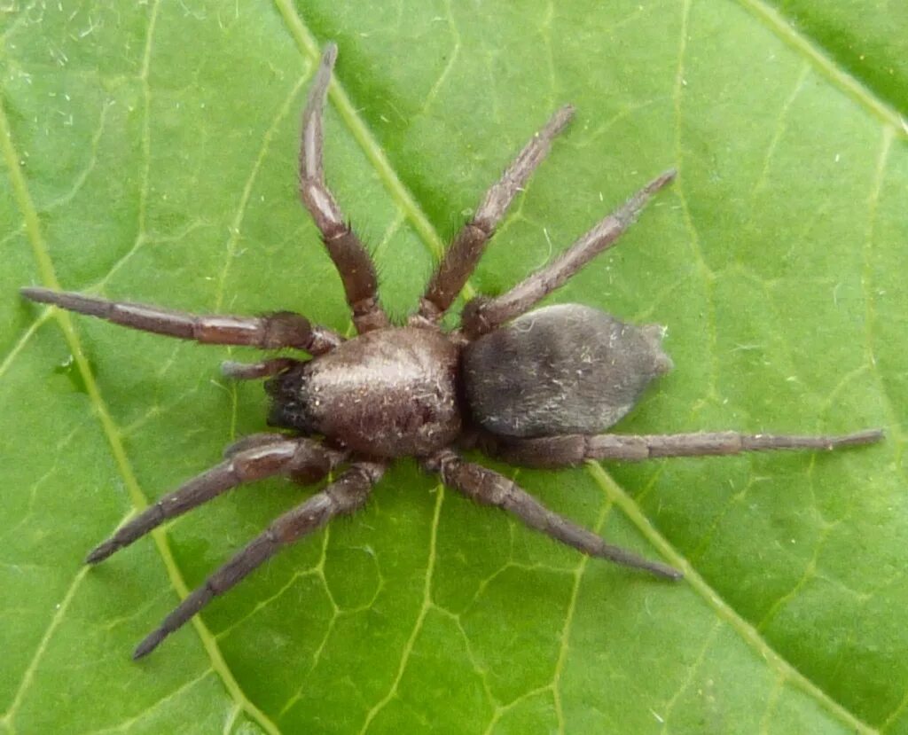 Spider bit