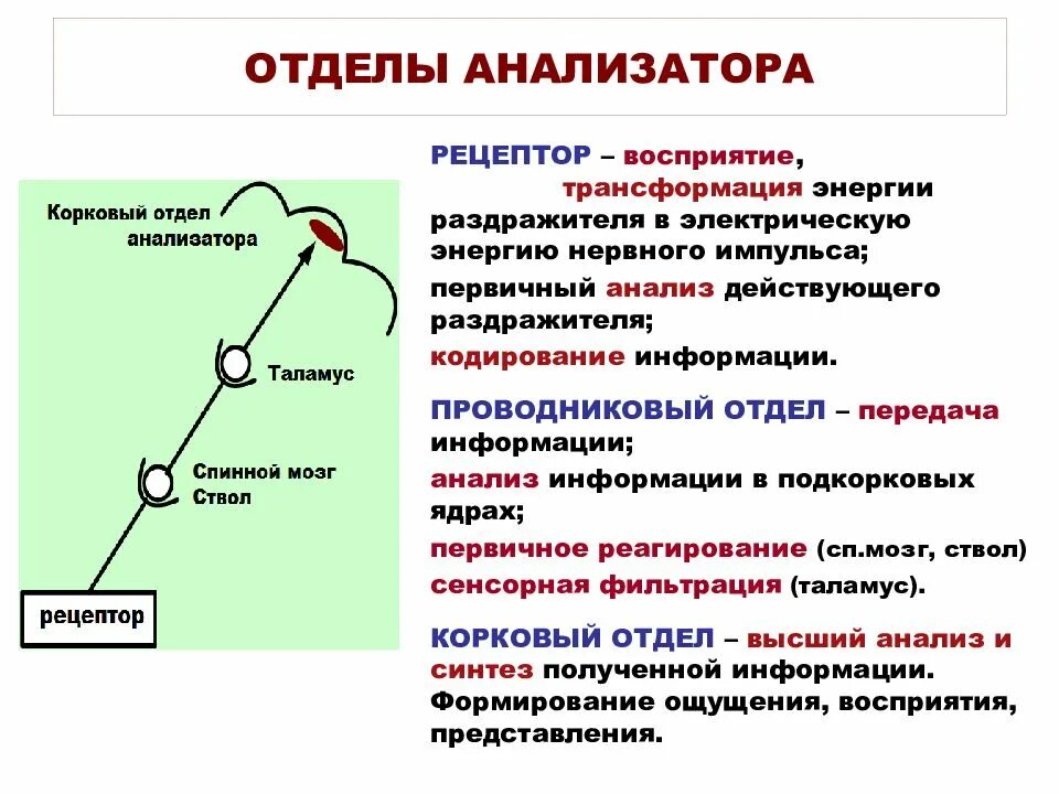 Ощущение возникают при рецепторов. Корковый отдел анализатора функции. Перечислите 3 отдела анализатора. Проводниковый и корковый отделы анализатора. Анализаторы периферический отдел проводниковый.