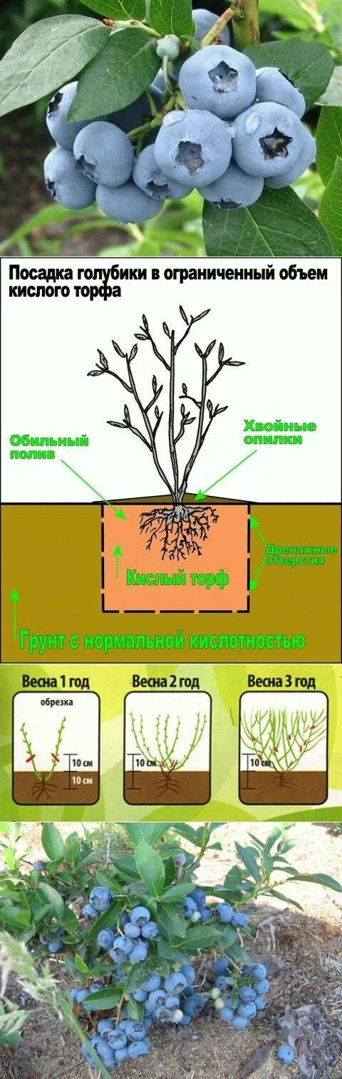 Уход за голубикой садовой весной. Голубика Садовая. Саженцы голубики Блюкроп. Голубика Садовая посадка. Голубика высокорослая корни.