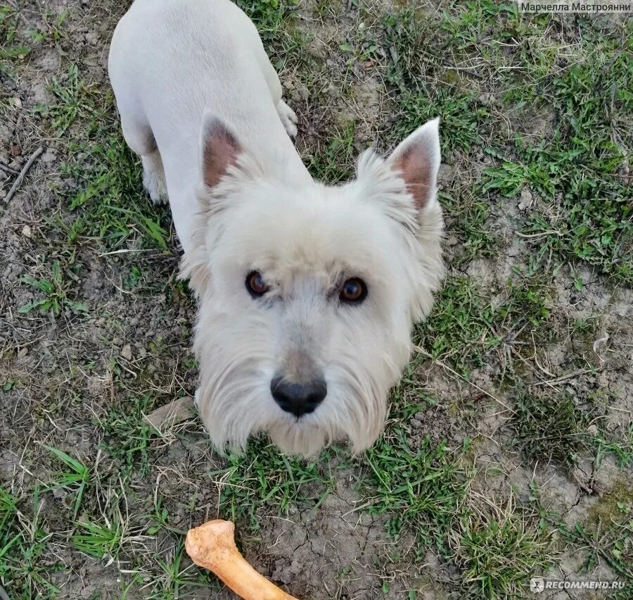 Честер собака джек. Йорк с высунутым языком. Юршинский терьер щенки. Пшеничный терьер зубы. Уши йорка.