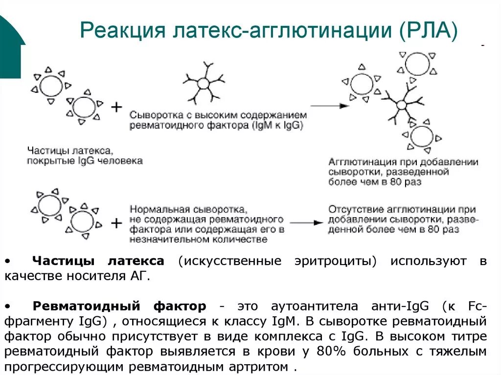 Объясните результат реакции. Реакция латекс агглютинации механизм. Реакция латекс агглютинации механизм реакции. Реакция латекс агглютинации схема. Реакция латекс-агглютинации (РЛА)..