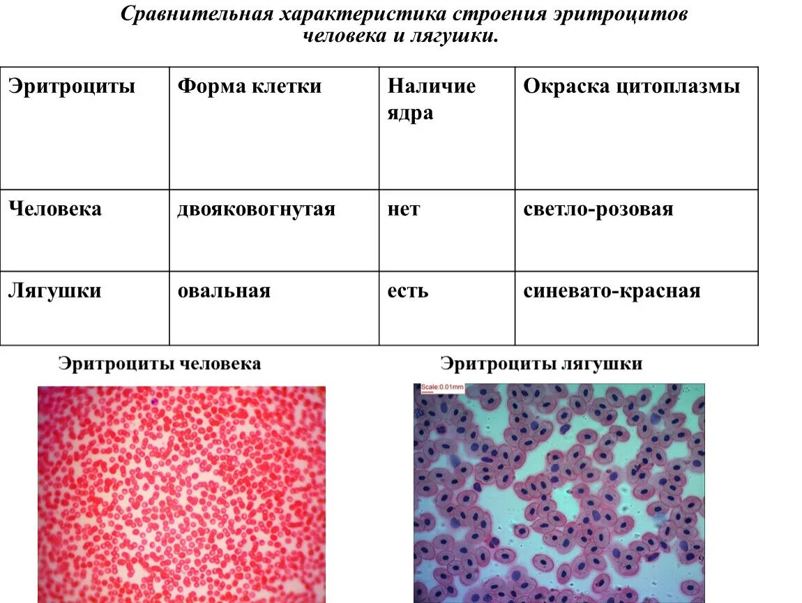 Форма клетки эритроцитов лягушки. Клетки крови эритроциты наличие ядра. Форма клетки эритроцитов человека и лягушки. Микрогаметоцит это