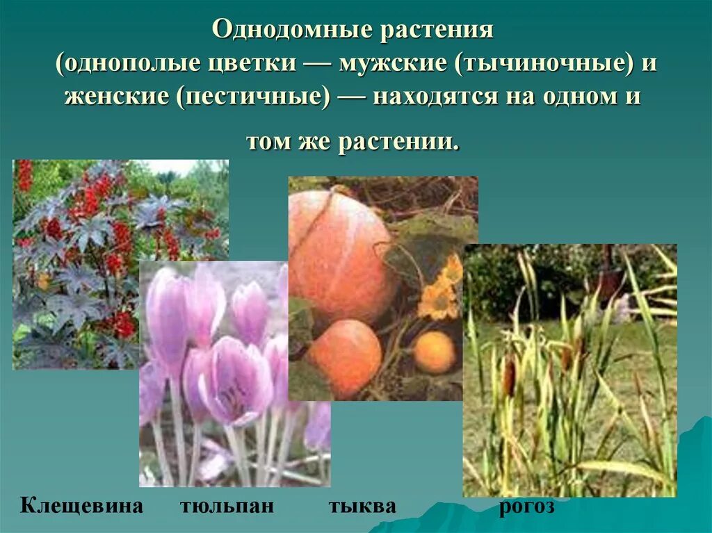 Однополые цветки примеры растений Что такое однополые цветки