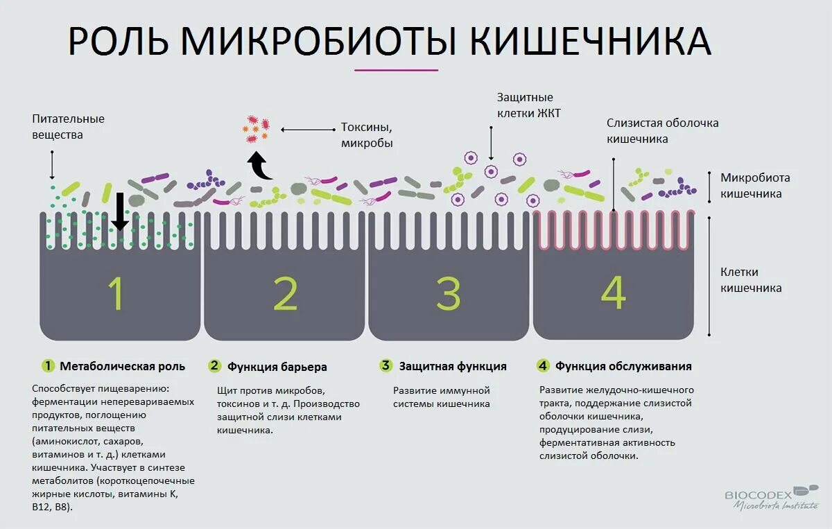 Какой вред организму может нанести прием. Микробиота и иммунитет человека. Роль микробиоты кишечника. Функции микрофлоры. Микрофлора микробиом микробиота.