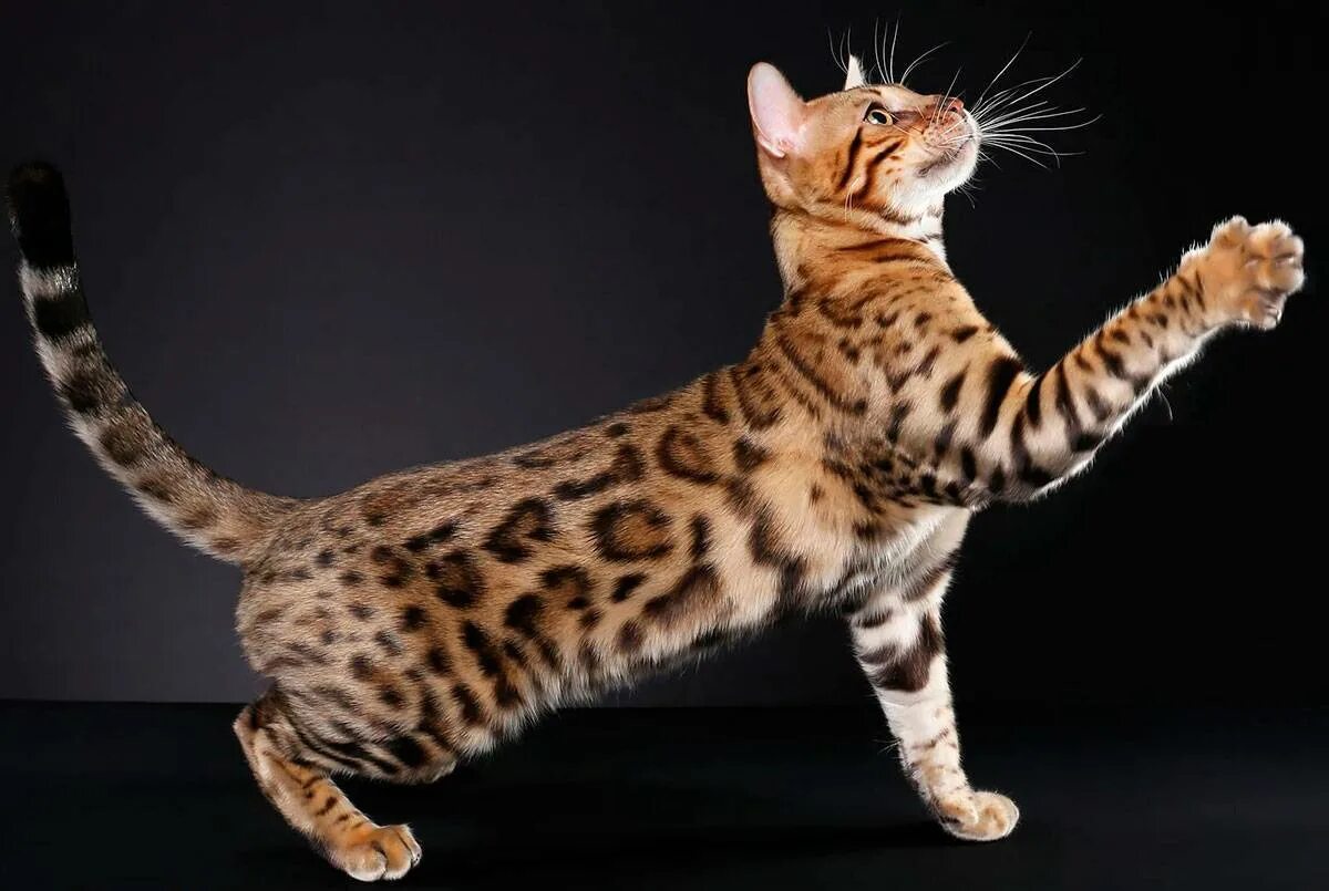 Бенгальская кошка. Бенгальская короткошерстная кошка. Бенгальская кошка породы кошек. Порода кошек Bengal.