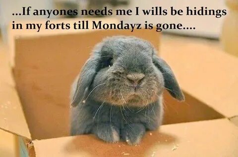 Like bunnies