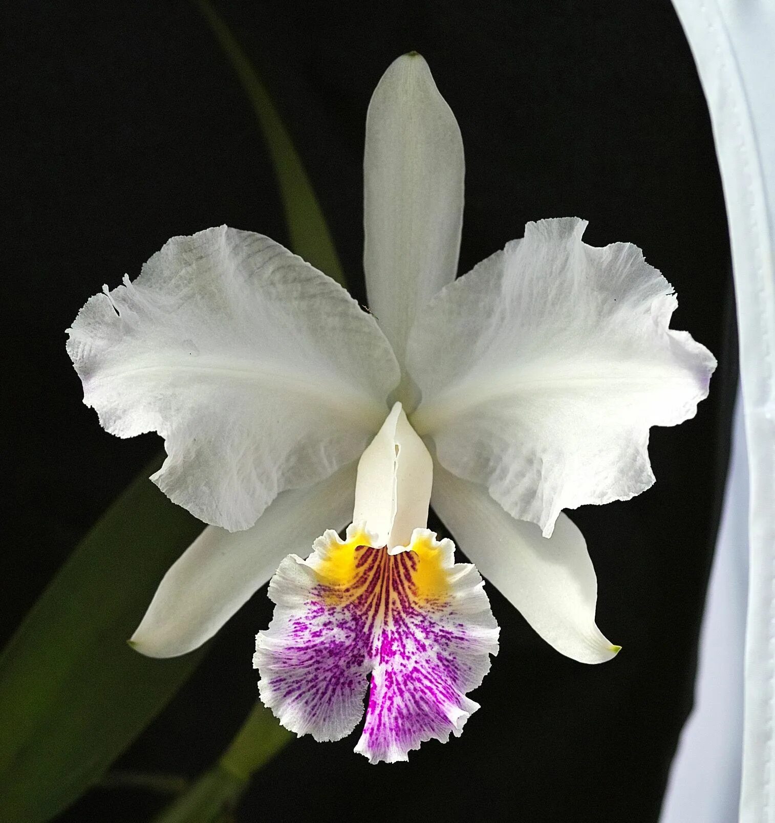 Орхидея Каттлея. Cattleya lueddemanniana. Колумбийская Орхидея Каттлея. Орхидея Cattleya.