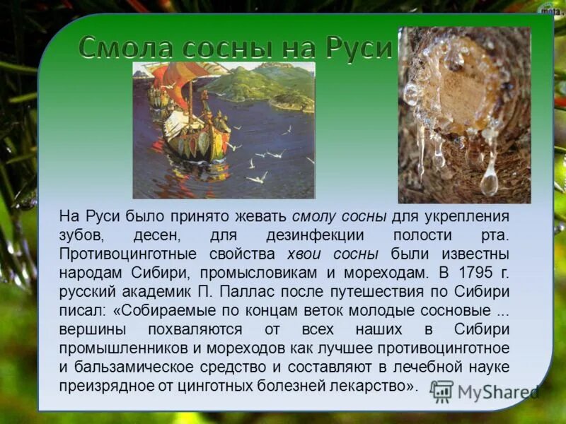 смола сосна янтарь. смола деревьев полезные. живица кедра. гумми камеди это. камедетечение гоммоз вишни.