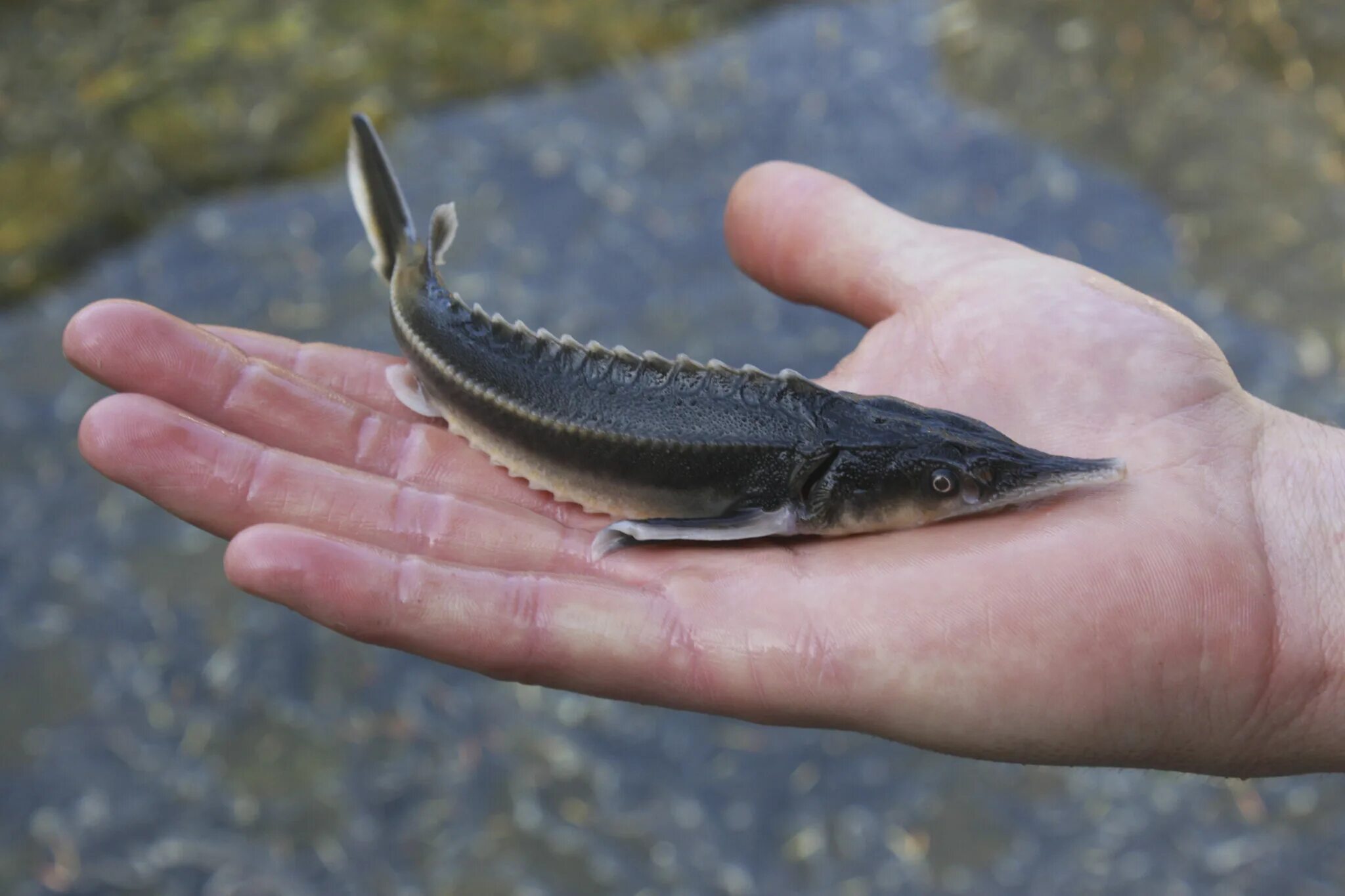 брат стерляди и белуги