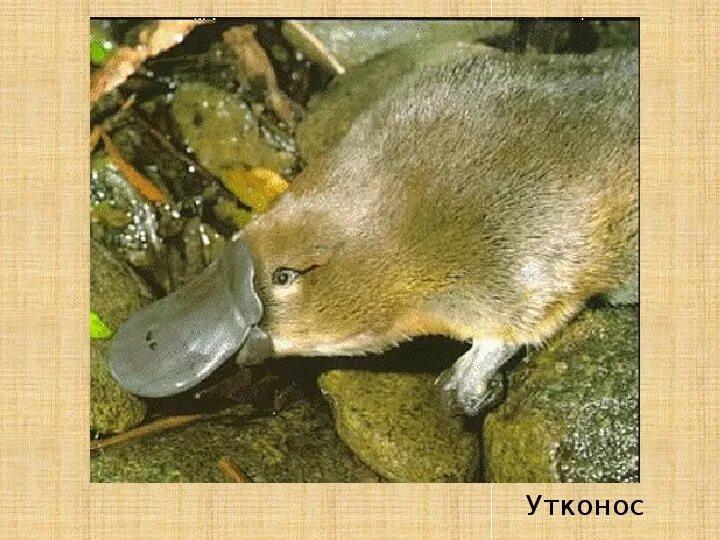 Утконос (лат. Утконос яйцекладущие млекопитающие. Эндемики австралии утконос. Утконос описание. Утконос красная книга краткое описание.