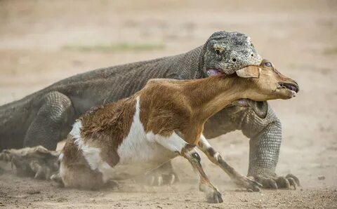Scary animals