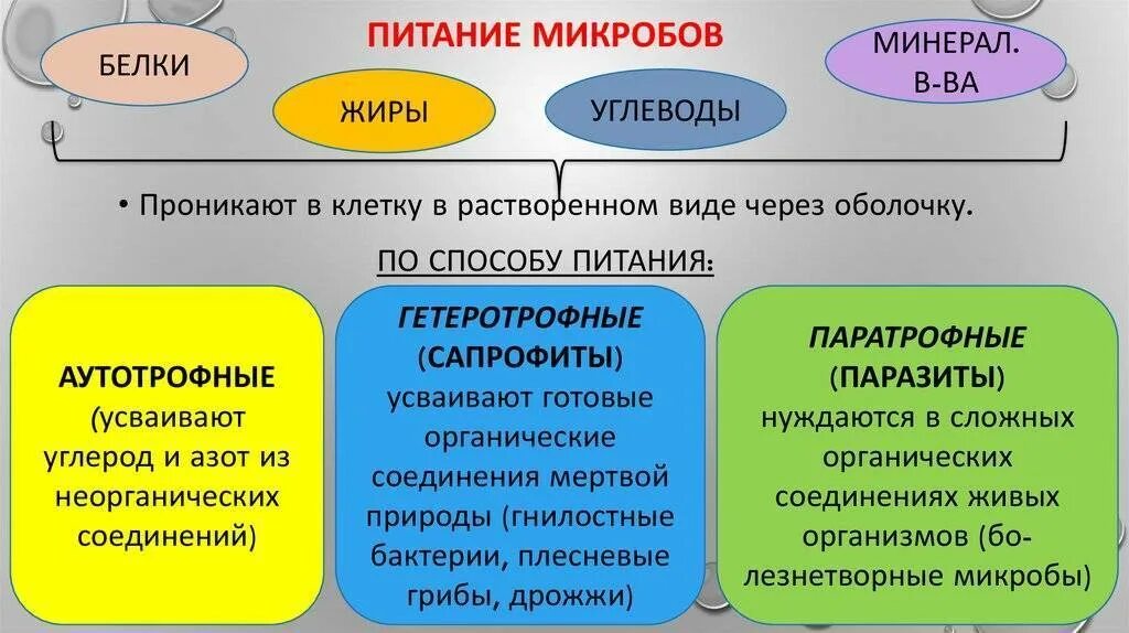 Какие различают бактерии по способу питания кратко. Питание микроорганизмов. Способы питания бактерий. Способы питания бактерий схема. Способы питания микроорганизмов.