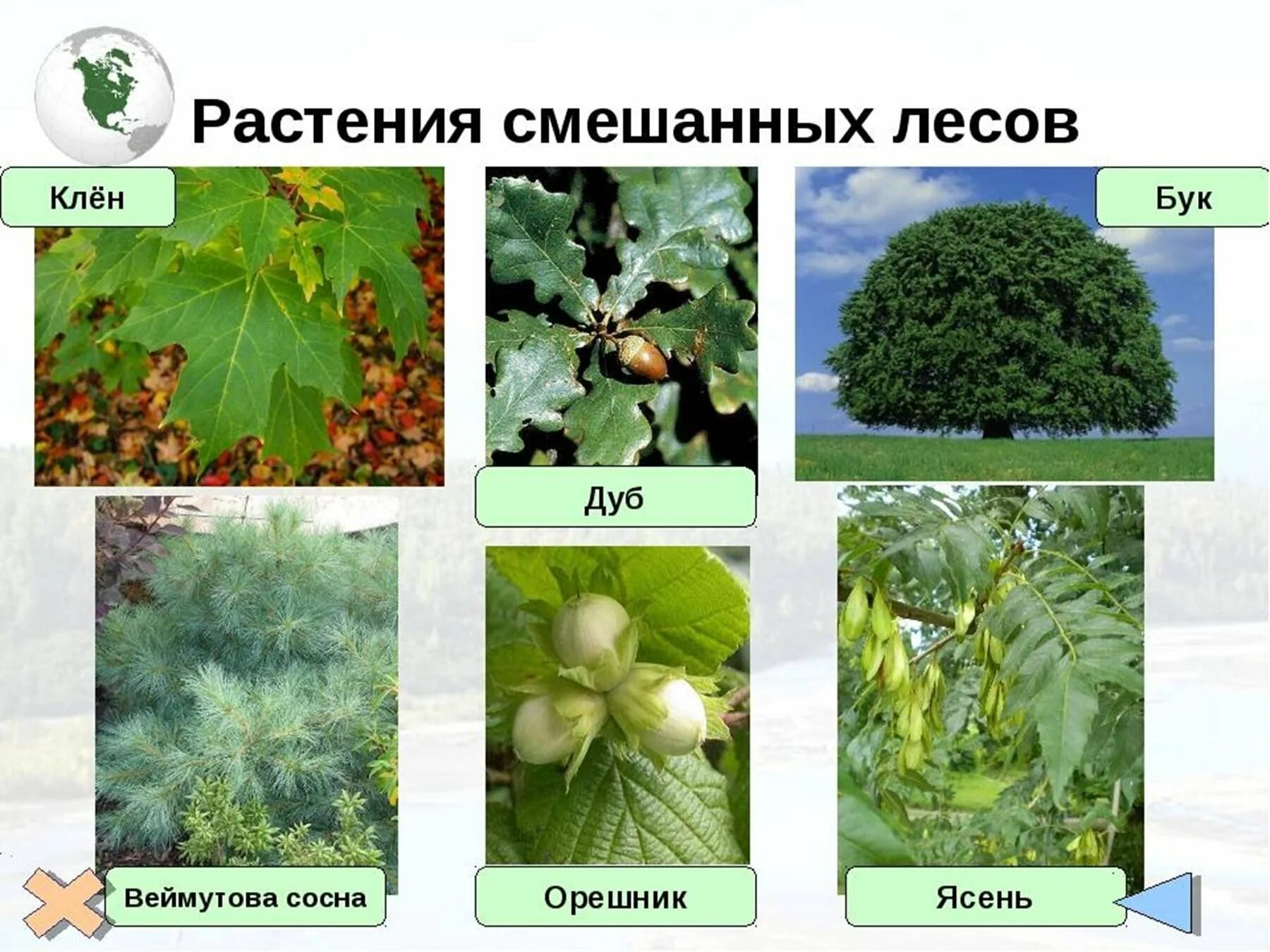 Растения живущие в россии. Широколиственный лес растения. Растения смешанных лесов. Растенмясмешанных лесов. Растения в смешанных лесах.