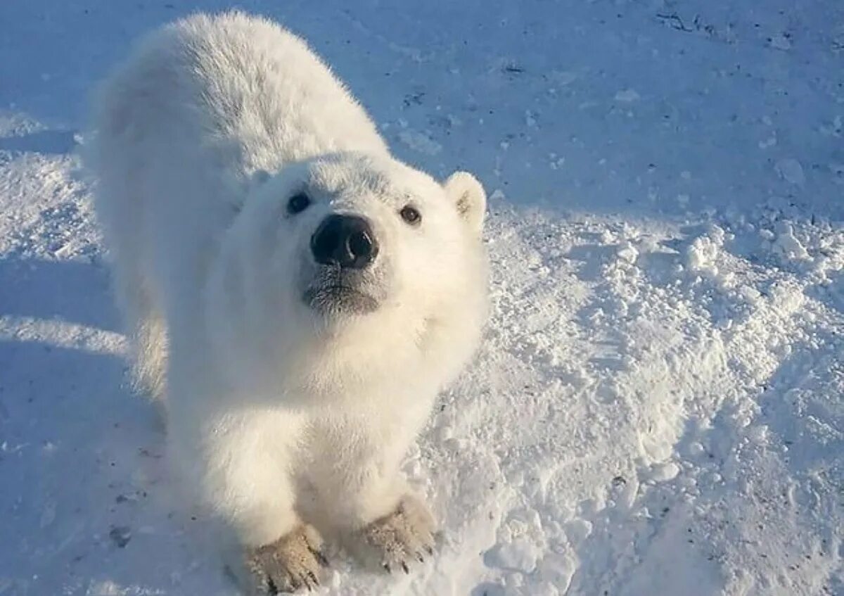 Гремиха белый медведь. Белый медведь Красноярский край. Белый медведь в Северной Америке. Белые медведи на Кольском полуострове.