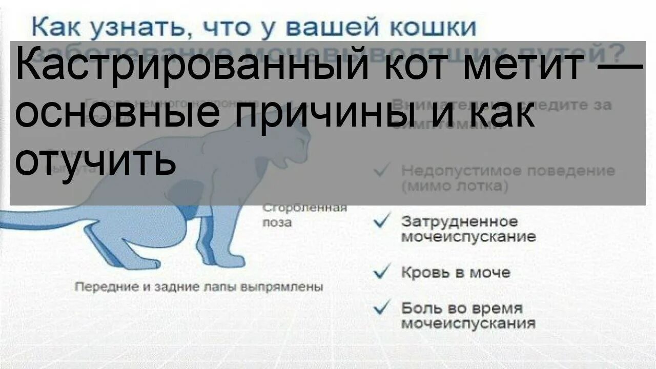 Почему кастрированный кот метит. Почему кастрированный кот метит в квартире. Как отучить кота метить территорию. Почему кот метит после кастрации. Кот метит территорию в доме