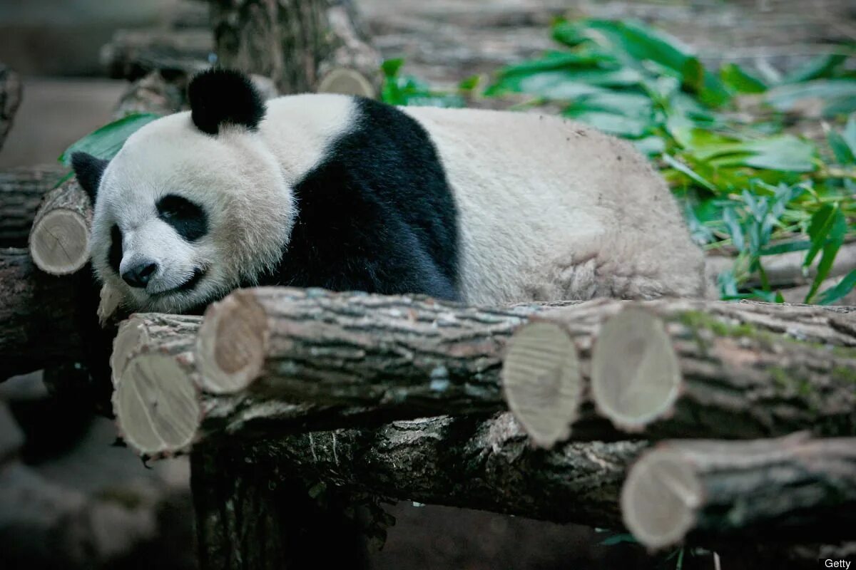 Панда обитает на материке. Панда на воле. На каком материке панда. Образ жизни панды. Где живут панды информация.