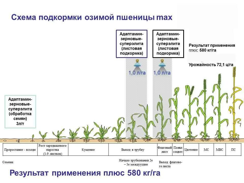 Удобрения повышения урожайности. Подкормка карбамидом Яровой пшеницы. Схема внесения удобрений для озимой пшеницы. Подкормка озимой пшеницы удобрениями. Удобрение Яровой пшеницы схема.