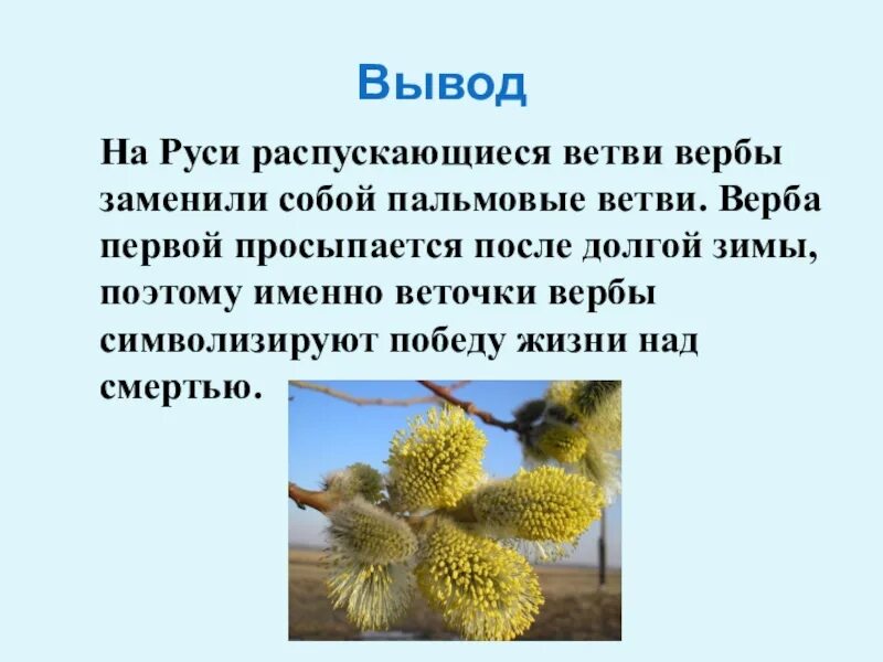 Предложение о цветущей вербе. Верба презентация. Рассказ о вербе. Верба для дошкольников. Верба рассказать детям.