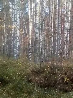 Ютуб дуброва