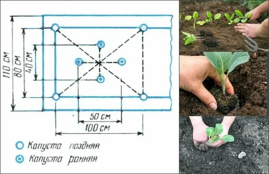 На каком расстоянии сеять семена. Высадка рассады капусты в открытый грунт схема посадки. Схема посадки капусты в открытый грунт белокочанной. Капуста белокочанная схема посадки в открытый. Кольраби капуста схема посадки.