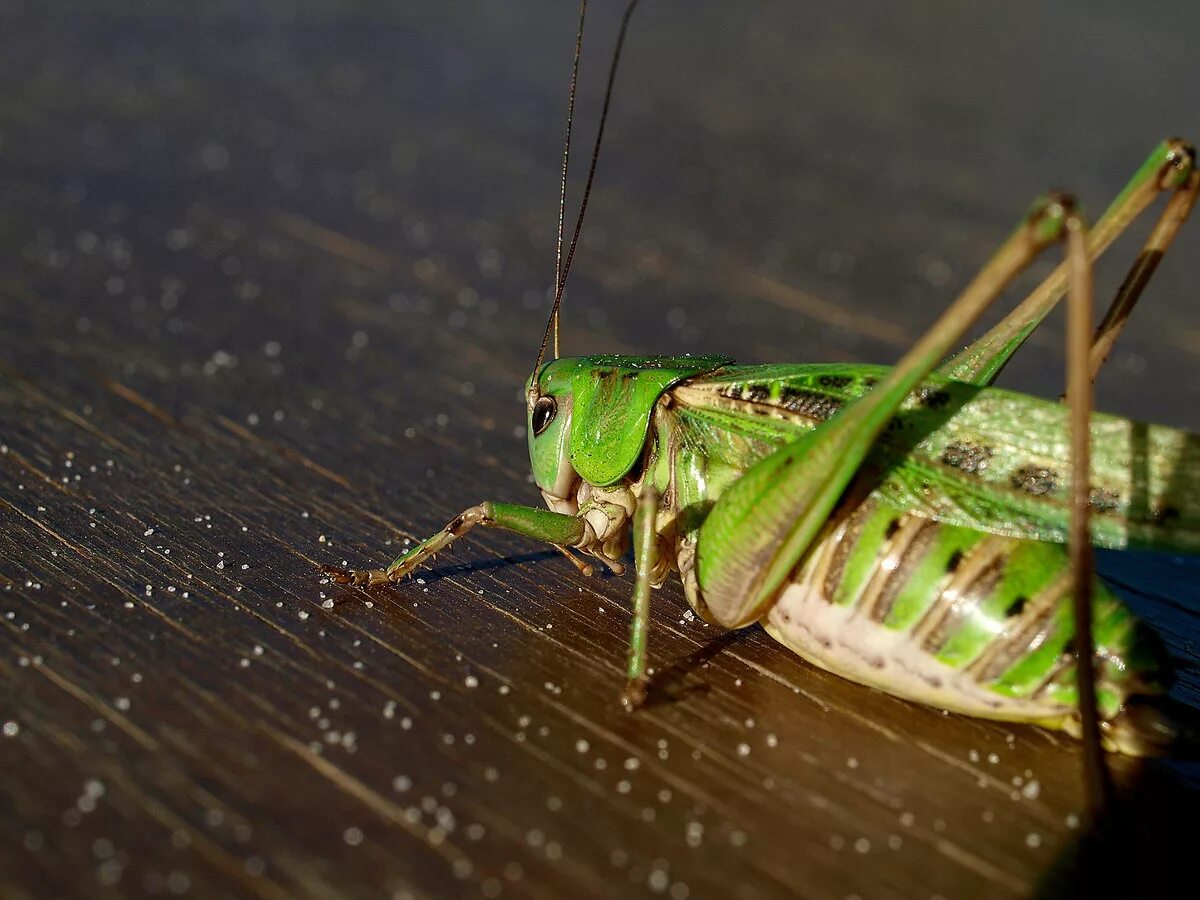 малыши кузнечики совместная покупка. кузнечик в траве. кузнечики новокузнецка.