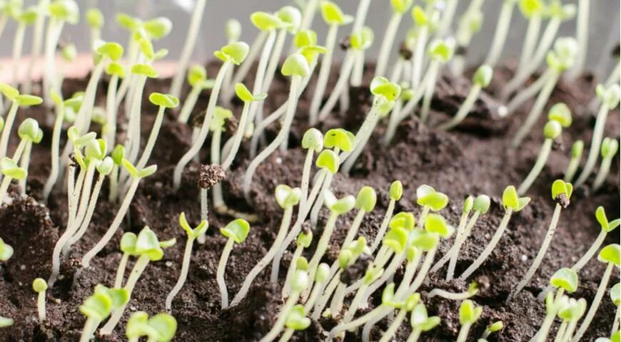 Почему вытягивается рассада капусты и что делать. Рассада бархатцев вытянулась. рассада базилика вытянулась. базилик ростки вытянулись. иберис рассада вытянулась.