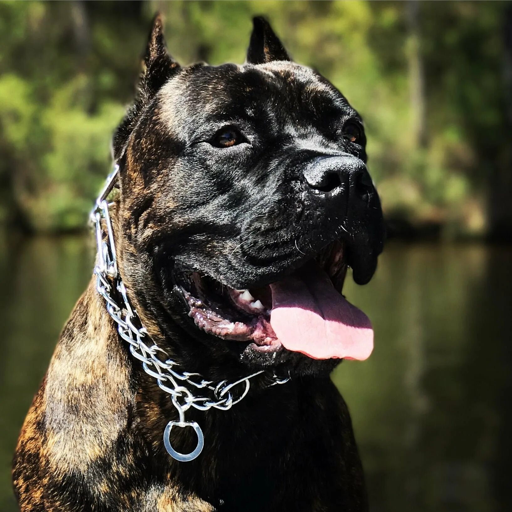 Кане корсо бойцовская. Черный канарский дог. Кане корсо питбуль и бультерьер. Бойцовские породы собак кане корсо. Кане корсо.