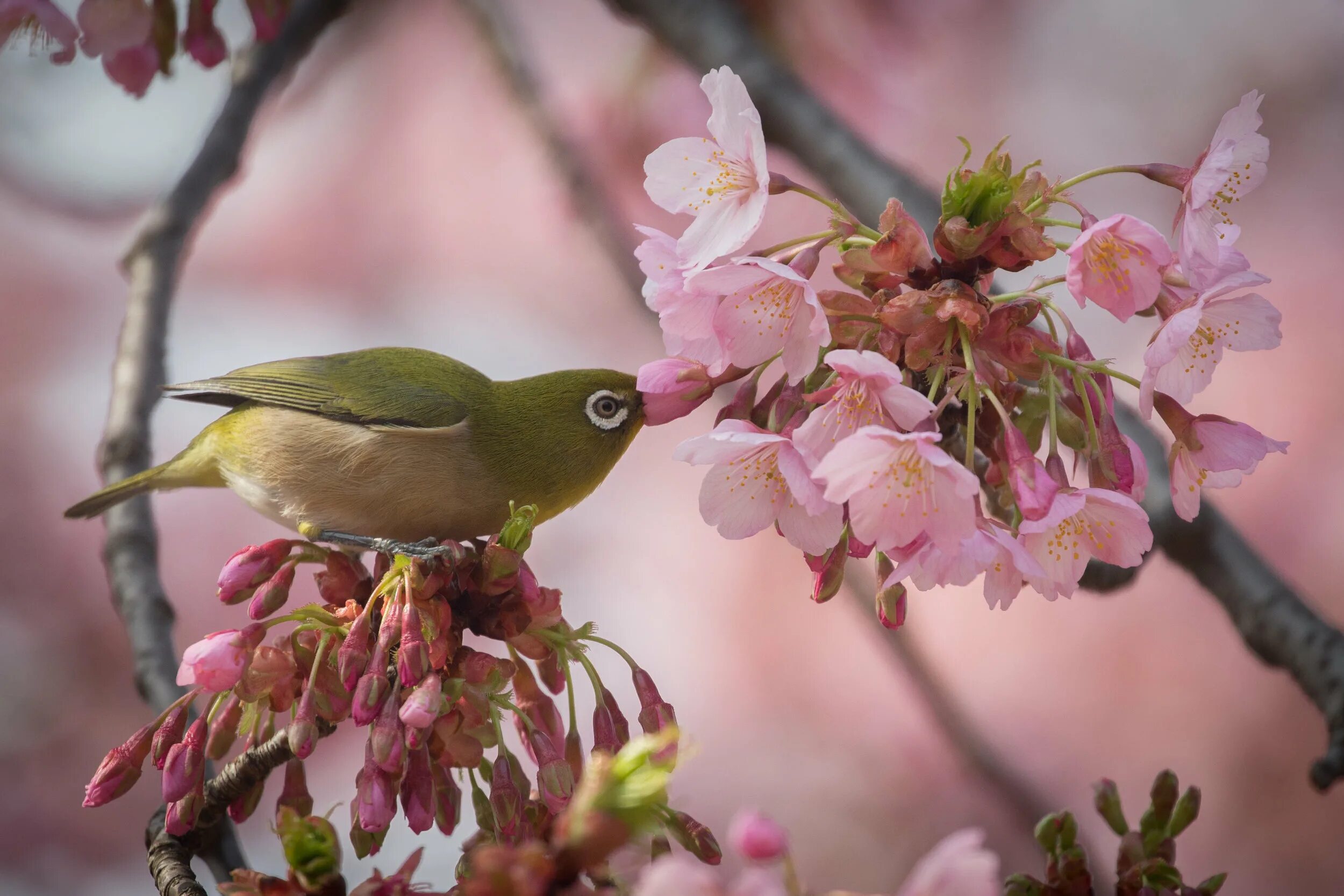 Птицы живущие в цветах. Птицы Японии. Красота природы птицы. Растительный и животный мир Японии.