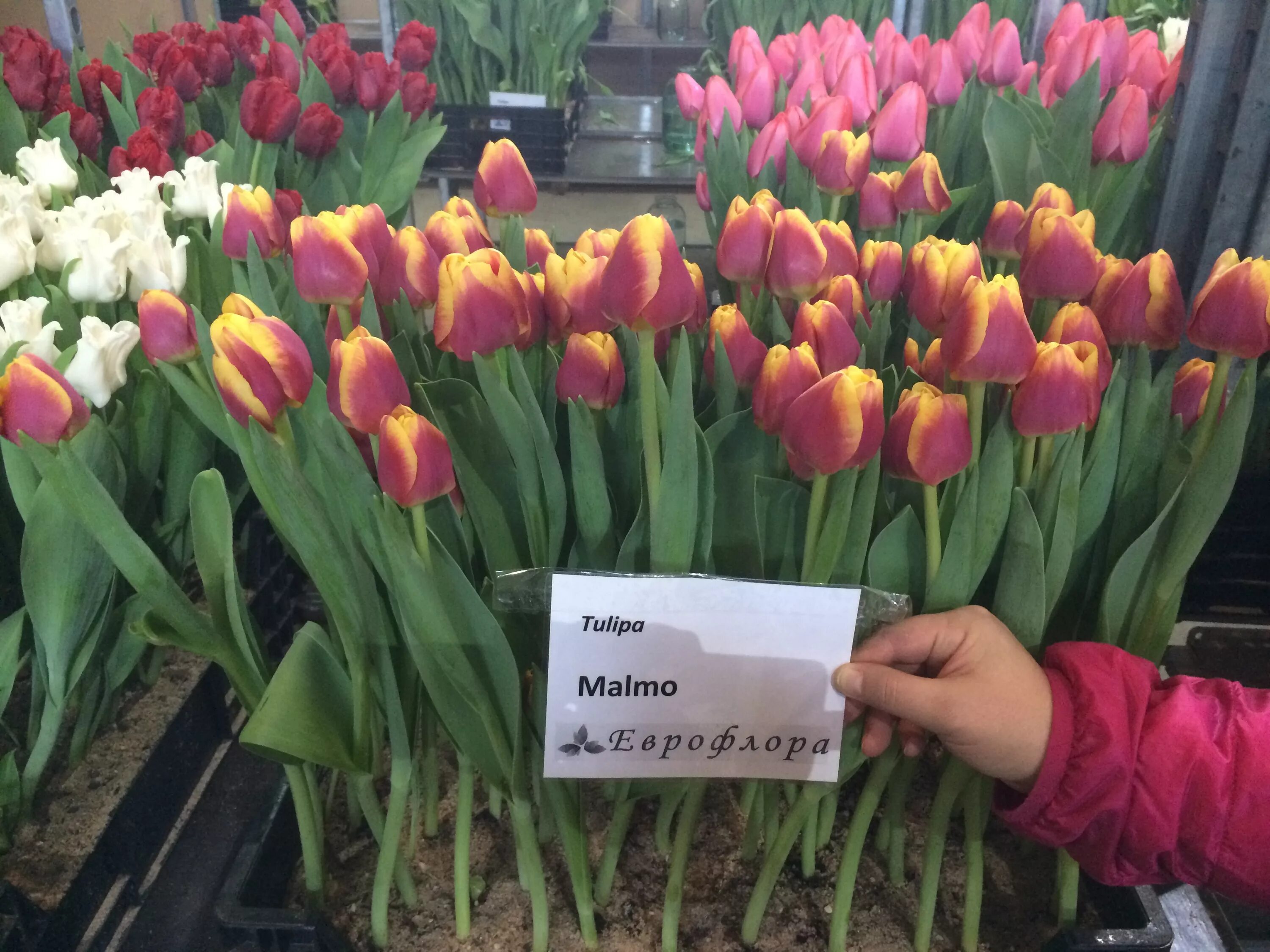 Тюльпаны на рынке. Тюльпан парнас. Тюльпаны в пятерочке. Тюльпаны на рынке. Тюльпан микс.
