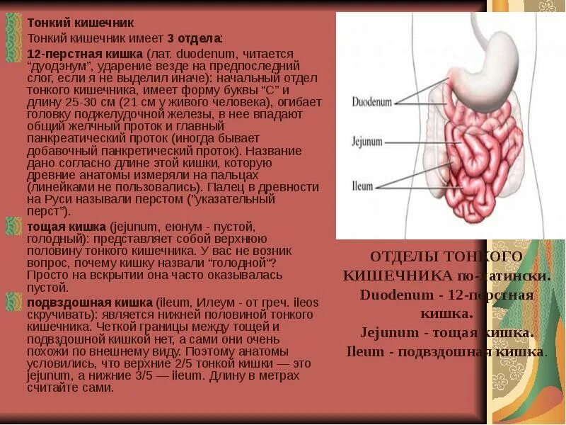 Название тонкой кишки. Отделы тонкой кишки на латыни. Отделы толстой кишки анатомия человека. Кишечник человека строение на латыни. Тонкая кишка строение латынь.