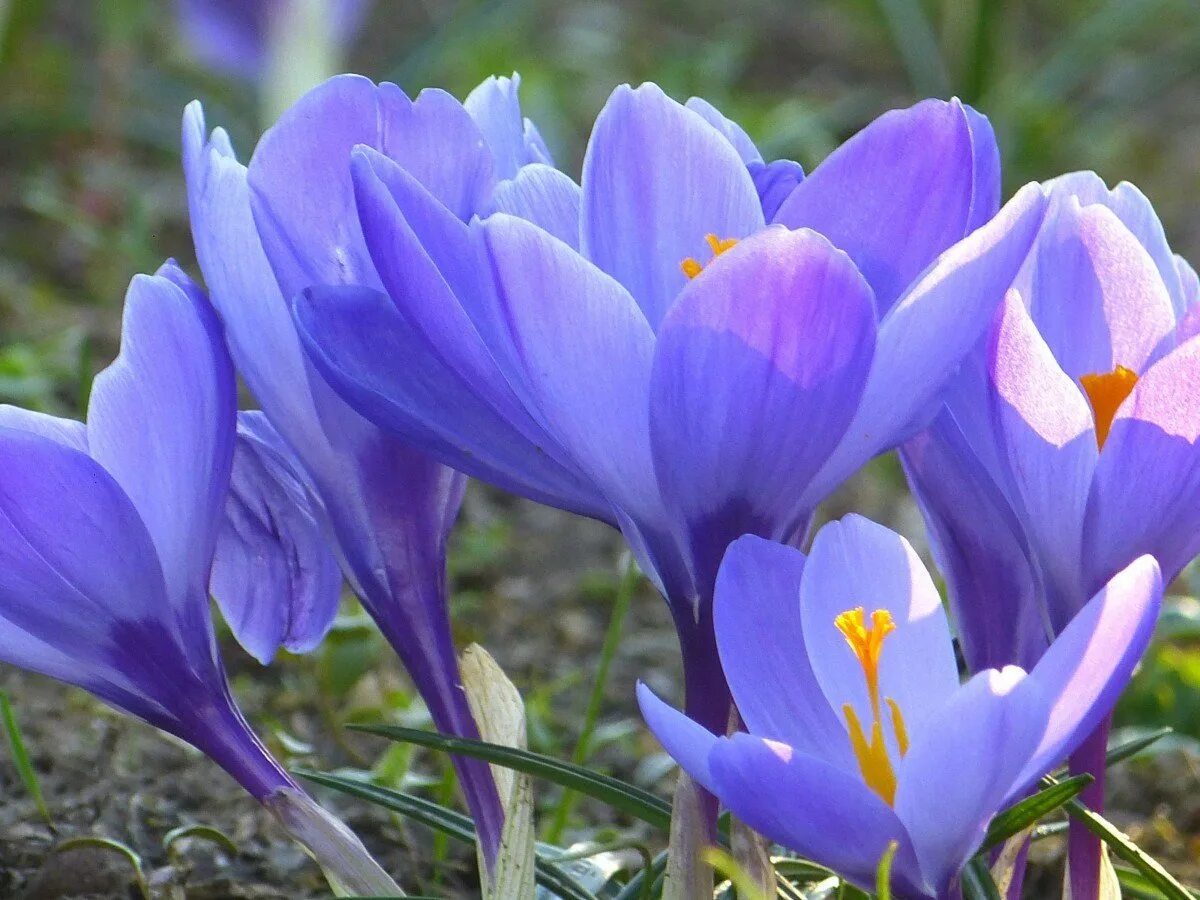 Цветной весенний. Крокус Шафран весенний. Крокус Шафран голубой цветок. Крокус Шафран синий. Первоцветы (подснежники, крокусы, гиацинты)..