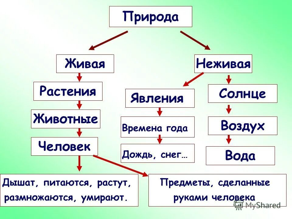 Объекты явления живой и неживой природы