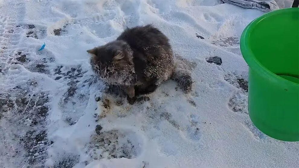 Выживет ли кошка зимой на улице