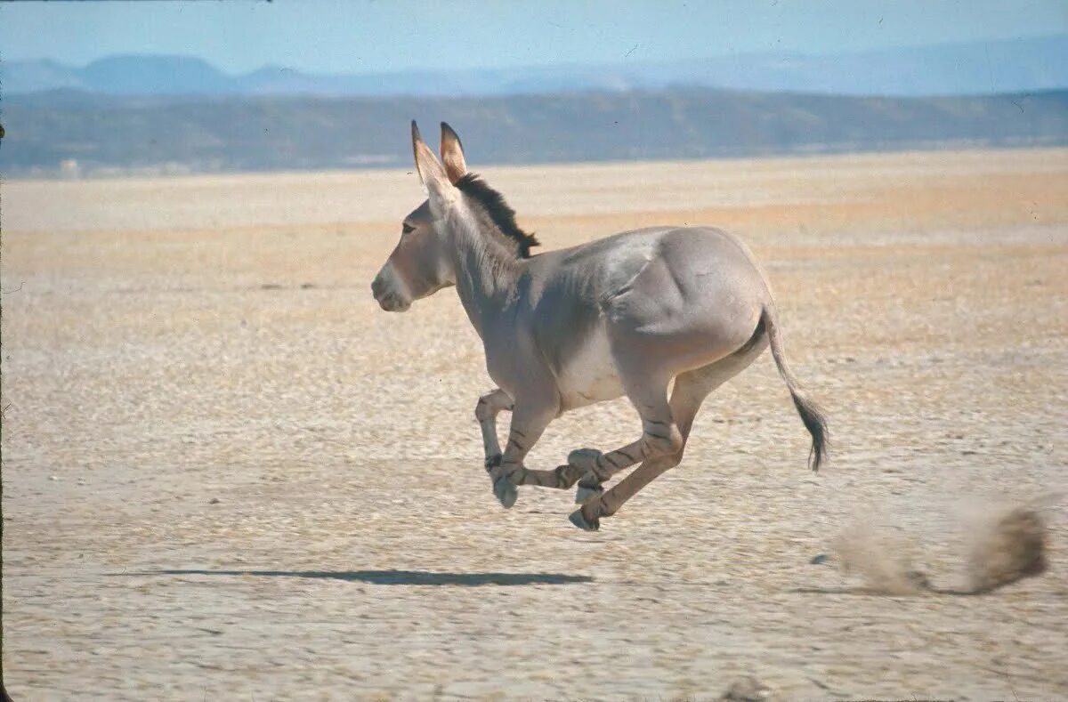 Упрямый ослик. Сбежавшего 5 лет назад осла. Худой осел. Осел с морковкой перед носом. Мужик на ишаке.