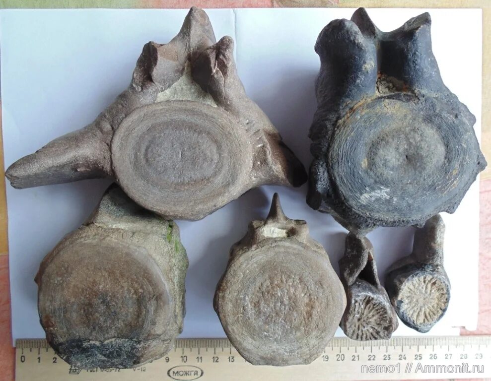 Наговицына 110 можга. Ветаптека можга немо. Зоомаркет немо логотип. Немо ижевск. Ветаптека можга немо.