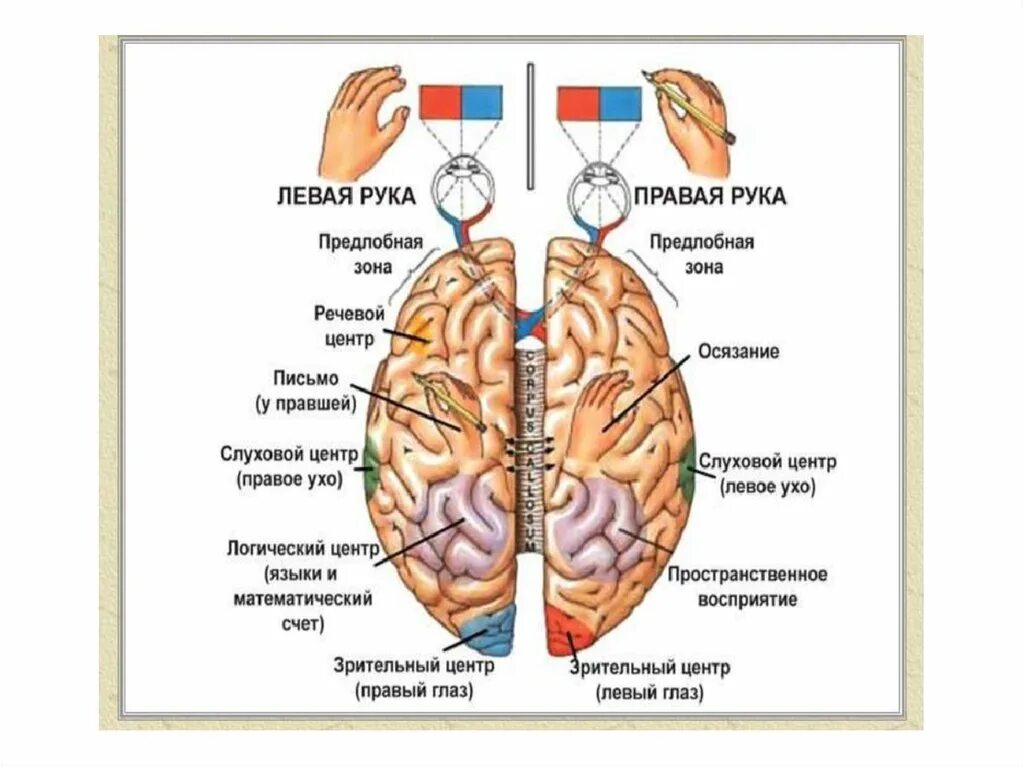 Как развивать ребенку левое полушарие. Левая рука правое полушарие. за что отвечает правое полушарие. левая рука отвечает за правое полушарие. левый глаз правое полушарие.