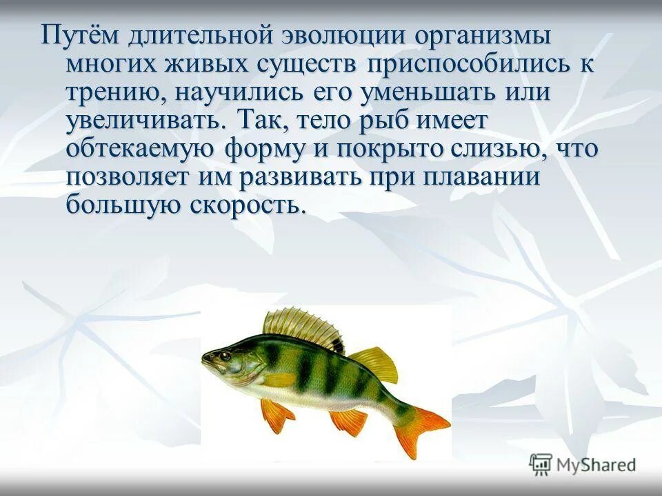 Форма тела рыб. Форма тела рыб. Значение обтекаемой формы тела у рыб. Форма тела рыб. Веретеновидная форма тела рыб.