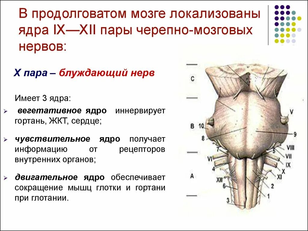 Ядра черепных нервов продолговатого мозга