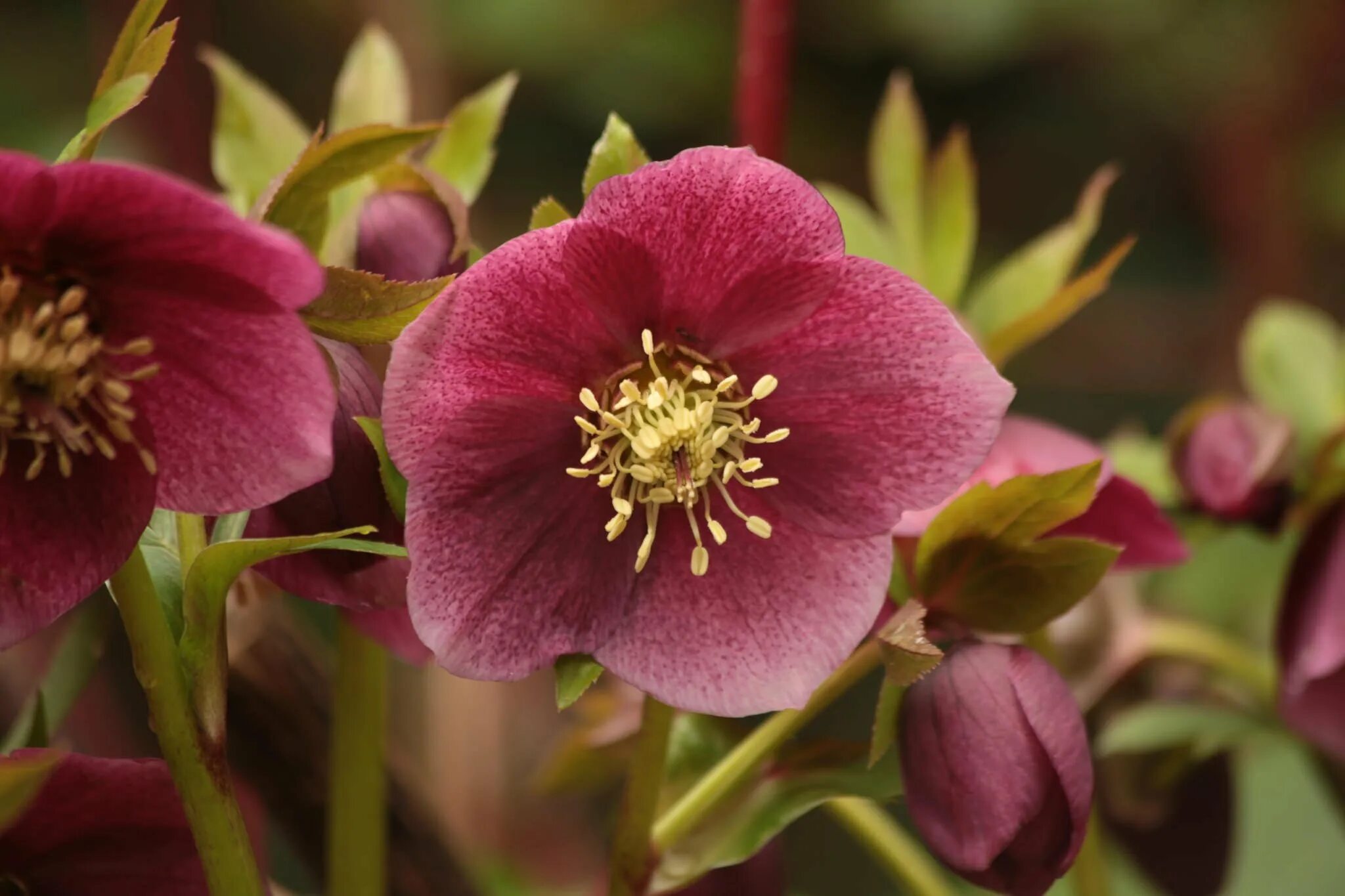 Морозник посадка и уход. Морозник геллеборус. Морозник (геллеборус, Helleborus). Морозник (геллеборус) черный. Морозник гибридный.