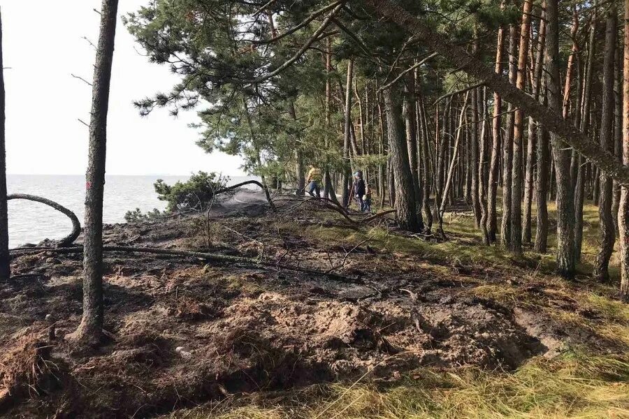 1. Кемпинг куршская коса калининградская область. Погода лесное куршская коса калининградская. Погода лесное куршская коса калининградская. Климат куршской косы.