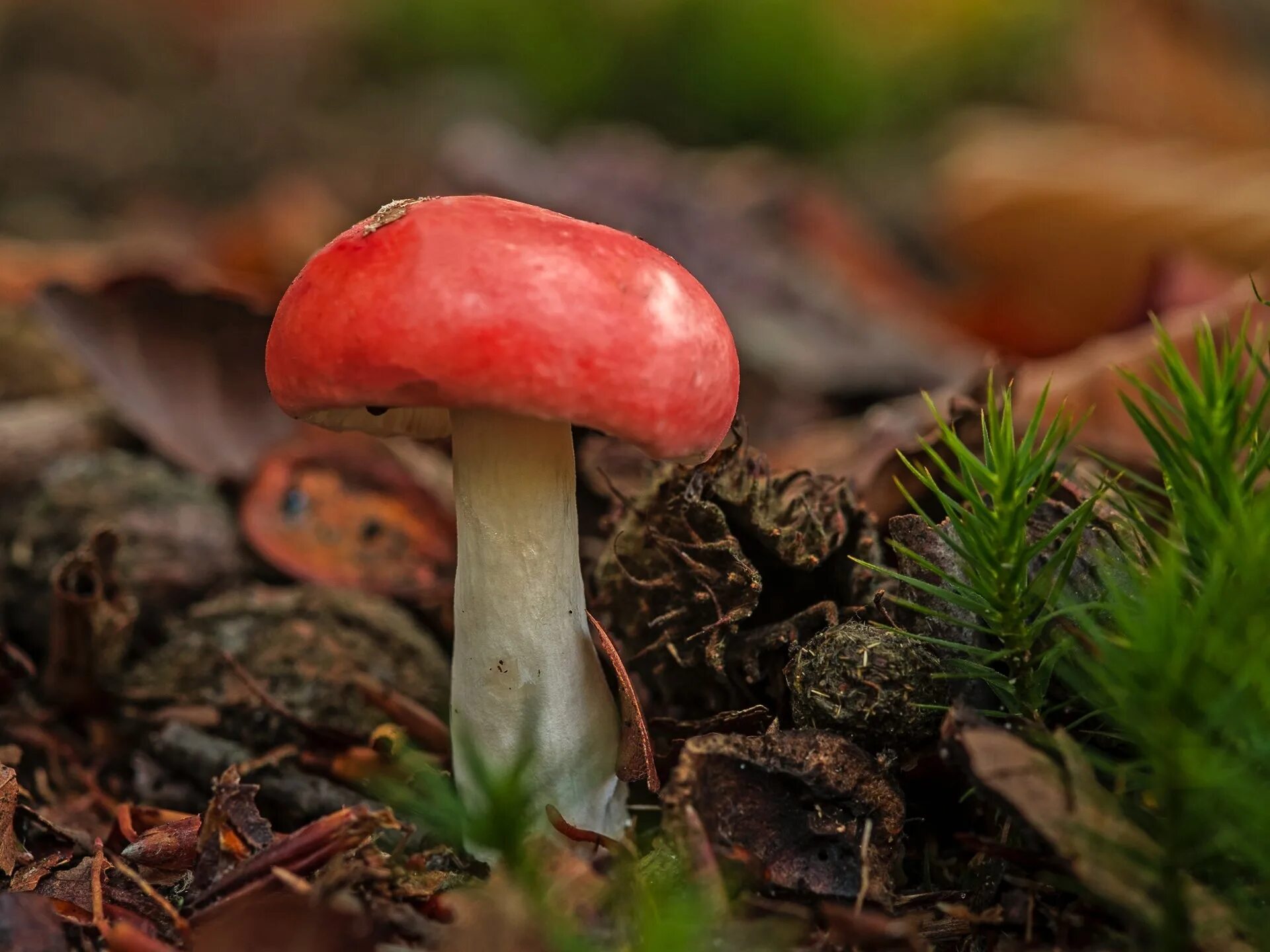 подосерпула миранда гриб. красный гриб в лесу. мухомор в лесу. паутинник крававокрасный гриб. гриб саркосцифа ярко красная.