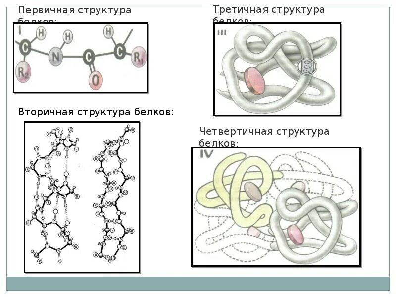 Схемы белков. Структура белков первичная вторичная третичная четвертичная. Первичная вторичная третичная структура белка. Белки первичная структура вторичная третичная. Первичная вторичная четвертичная структура белка.