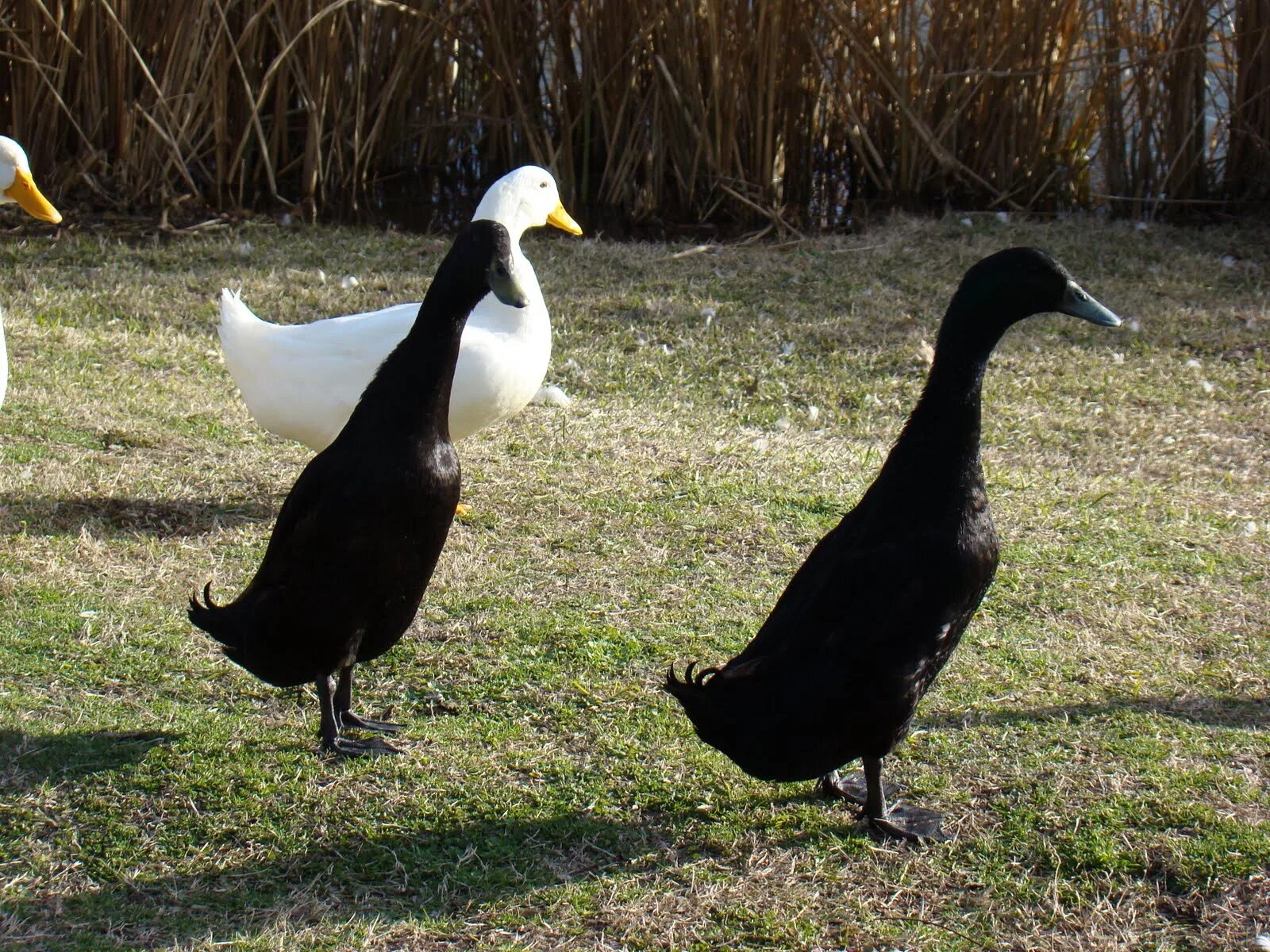 Черная утка с белой полосой. Большие черные утки. Большая черная утка. Крупная черная утка. Черные утки домашние.