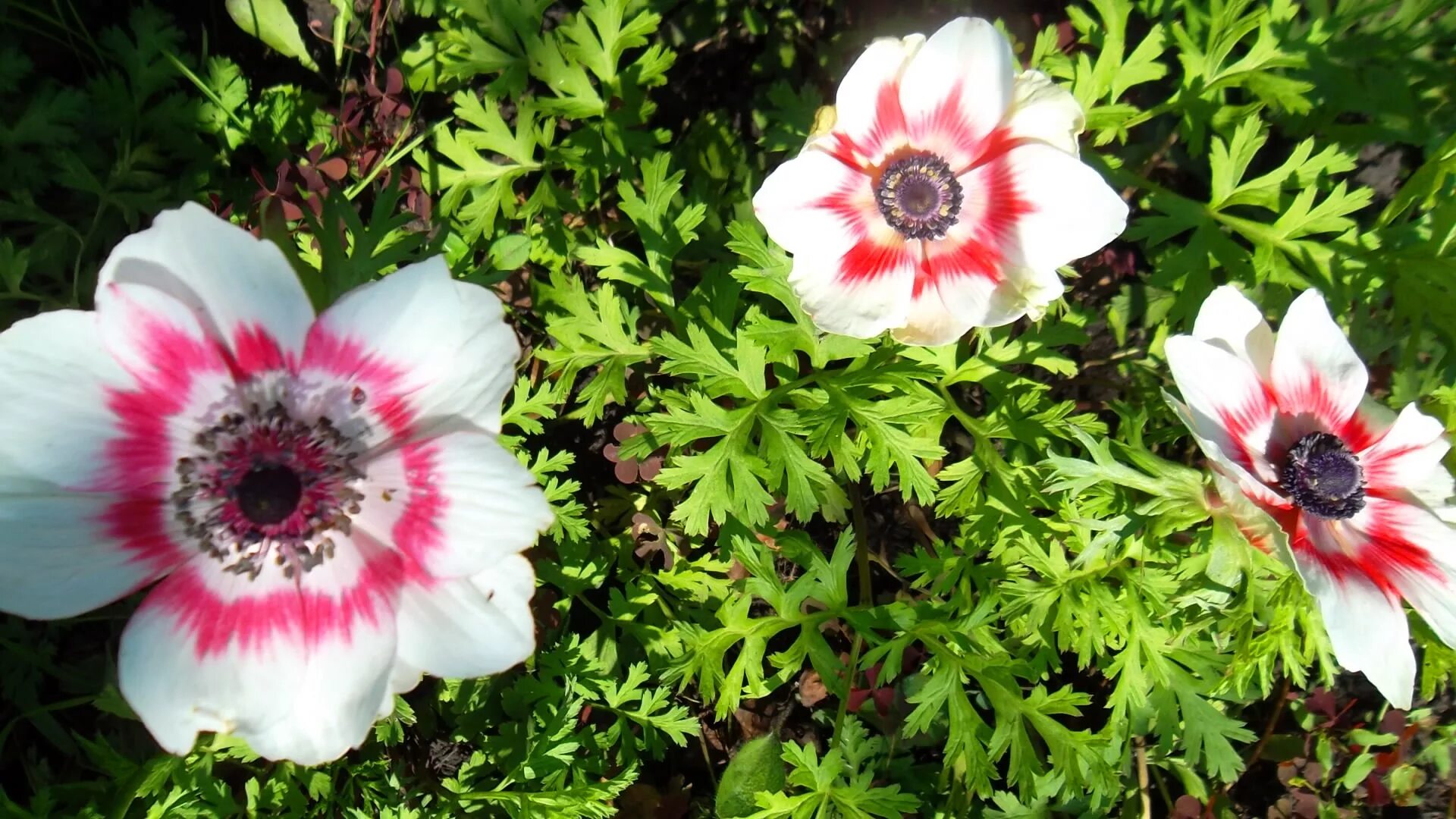 Ветреница корончатая. Анемона Санта Бриджит. Анемона корончатая (Anemone coronaria). Анемона Мистер Фоккер. Анемона цветок фото и описание