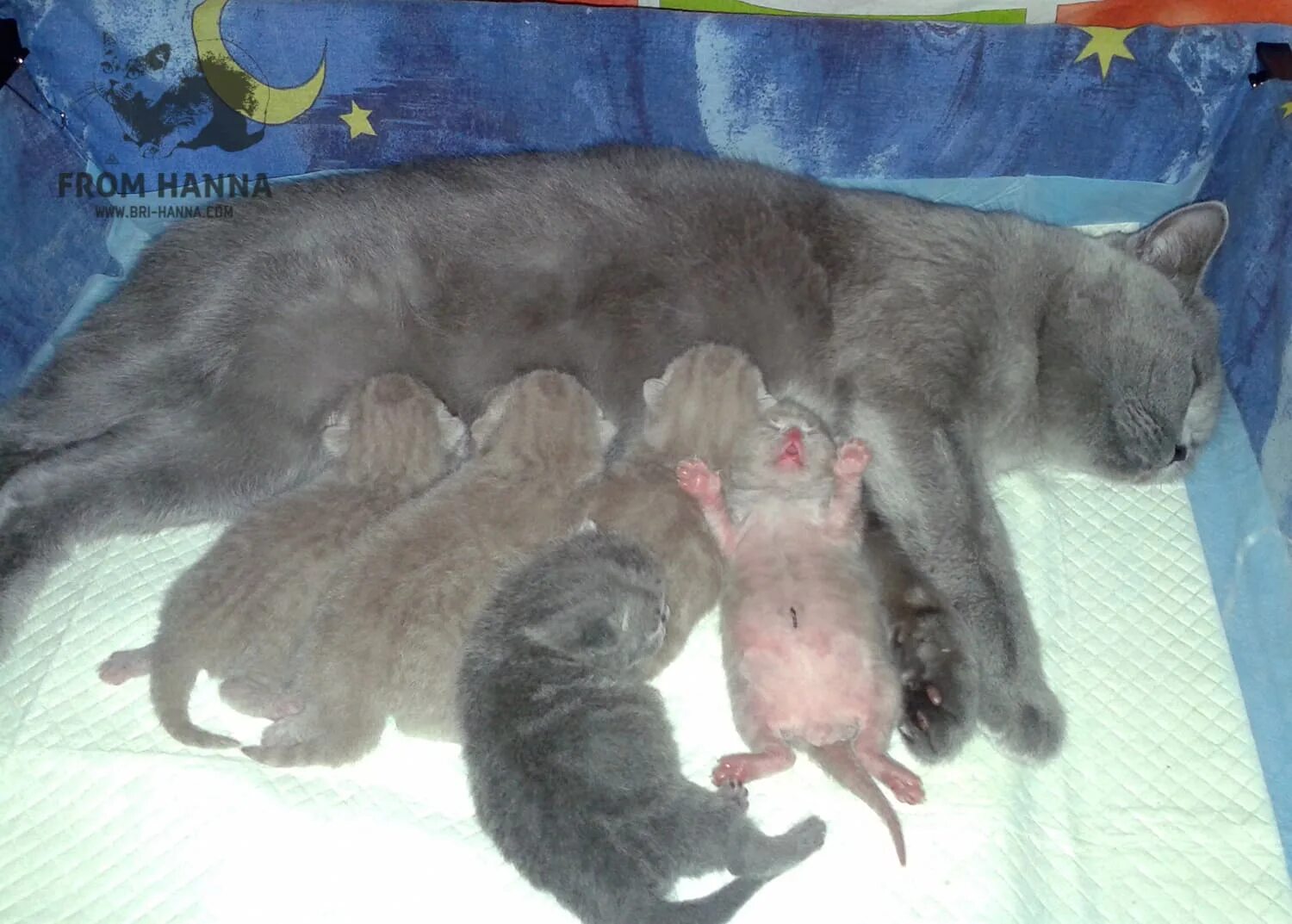 Почему котята мертвые. Новорождённые мёртвые котята.