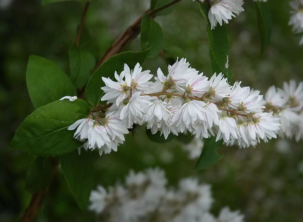 Дейция белая. Дейция scabra. Дейция шершавая (Deutzia scabra). Дейция scabra Plena. Дейция Вильморена.